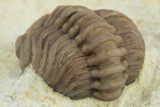 Enrolled Paciphacops Trilobite - Black Cat Mountain, Oklahoma #241430-4